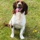 Springer Spaniel