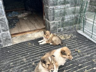 Rough Collie for sale