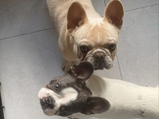 Two French Bull Dogs For Sale