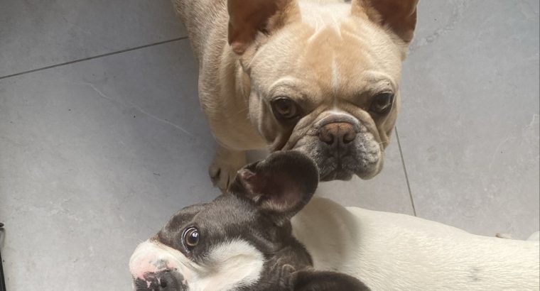 Two French Bull Dogs For Sale