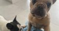 Two French Bull Dogs For Sale