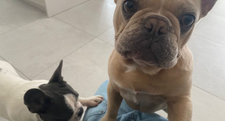 Two French Bull Dogs For Sale