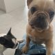 Two French Bull Dogs For Sale