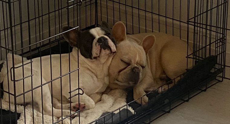 Two French Bull Dogs For Sale