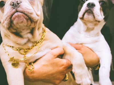 French Bulldogs for Sale in Greystones