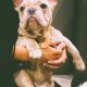 Two French Bull Dogs For Sale