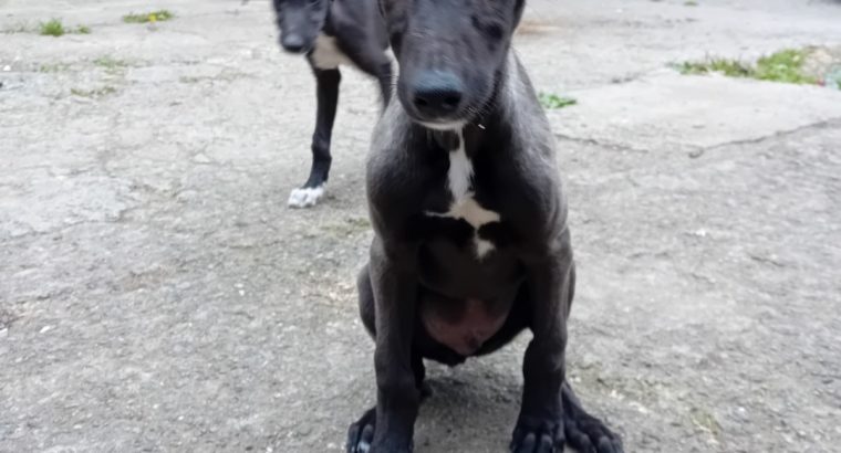 Scottish deerhound cross