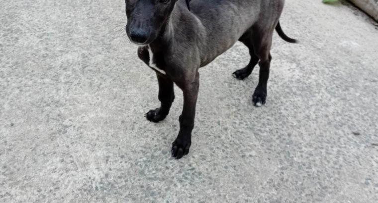 Scottish deerhound cross