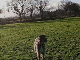 Scottish deerhound cross