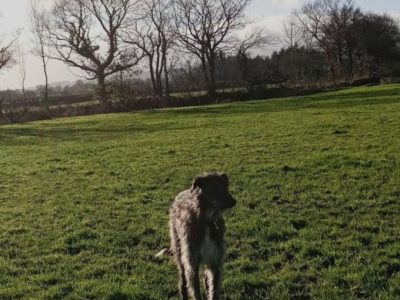 Scottish deerhound cross