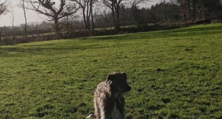 Scottish deerhound cross