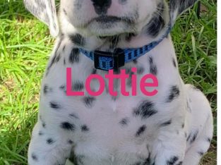 Dalmatian puppys