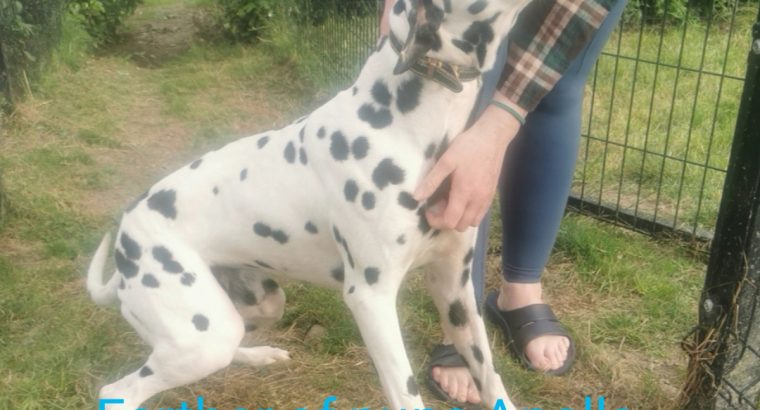 Dalmatian puppys