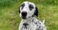 Dalmatian puppys