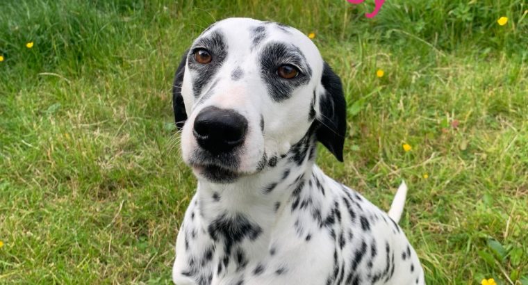 Dalmatian puppys