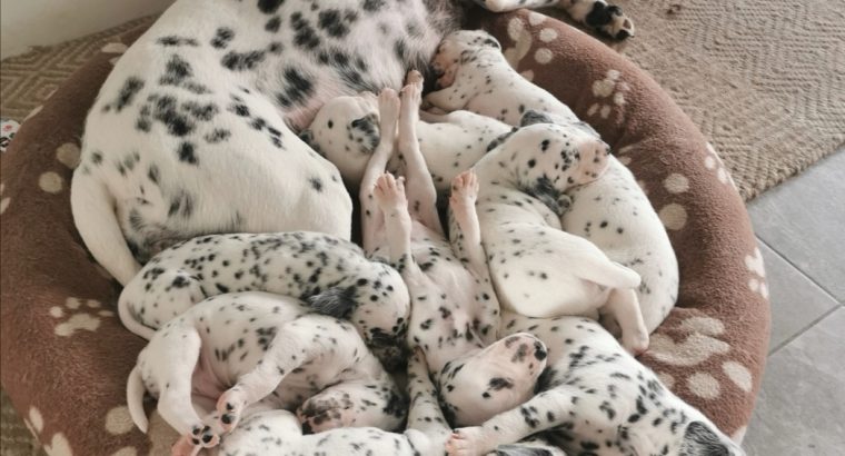 Dalmatian puppys