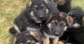 German Shepherd Puppies For Sale