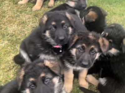 German Shepherd Puppies in Dunleer – Great Temperament