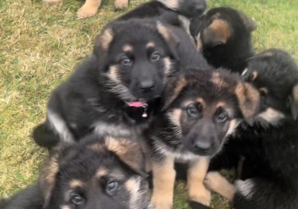 German Shepherd Puppies For Sale