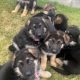 German Shepherd Puppies For Sale