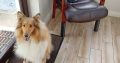 Rough Collie for sale