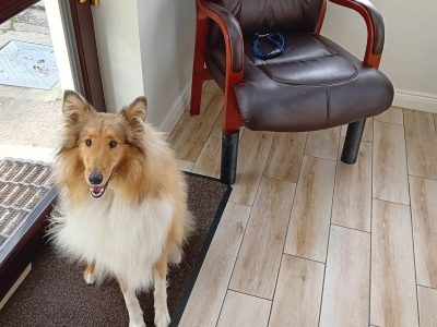 Brown Rough Collie for Sale in Donegal