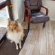 Rough Collie for sale