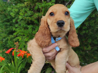 Cocker Spaniel pups