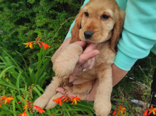 Cocker Spaniel pups