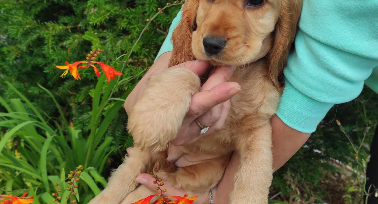 Cocker Spaniel pups