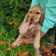 Cocker Spaniel pups