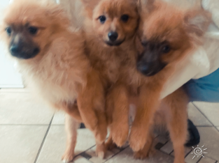 Pomeranian puppies for sale