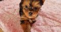 Tiny Tcup Yorkshire Terriers for sale in Limerick