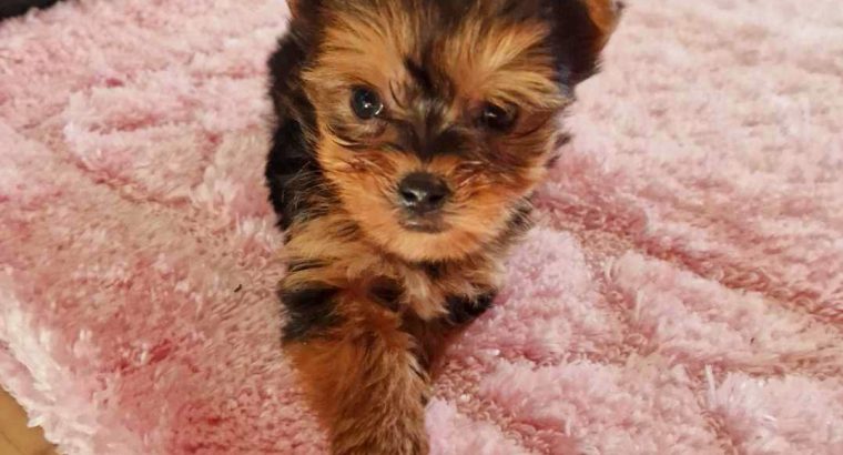 Tiny Tcup Yorkshire Terriers for sale in Limerick