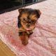 Tiny Tcup Yorkshire Terriers for sale in Limerick