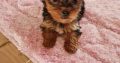 Tiny Tcup Yorkshire Terriers for sale in Limerick