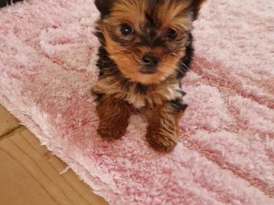 Tiny Tcup Yorkshire Terriers for sale in Limerick