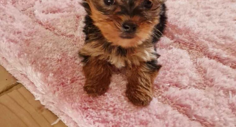 Tiny Tcup Yorkshire Terriers for sale in Limerick