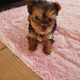 Tiny Tcup Yorkshire Terriers for sale in Limerick