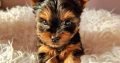 Tiny Tcup Yorkshire Terriers for sale in Limerick