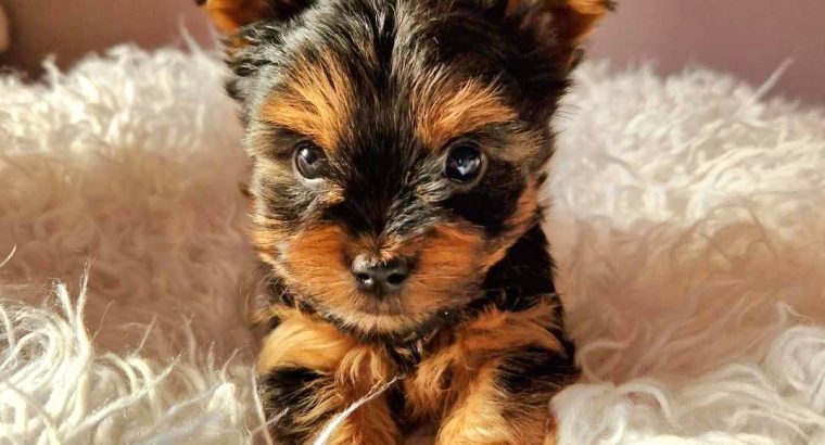 Tiny Tcup Yorkshire Terriers for sale in Limerick