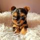 Tiny Tcup Yorkshire Terriers for sale in Limerick