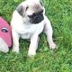 Pug pups