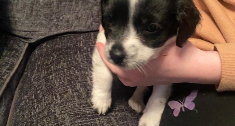 Cocker spaniel X puppy