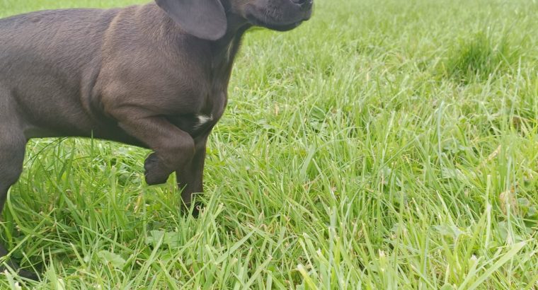 2 beautiful Jackador Pups(Labrador X Jack Russell)