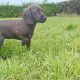 2 beautiful Jackador Pups(Labrador X Jack Russell)