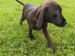 2 beautiful Jackador Pups(Labrador X Jack Russell)