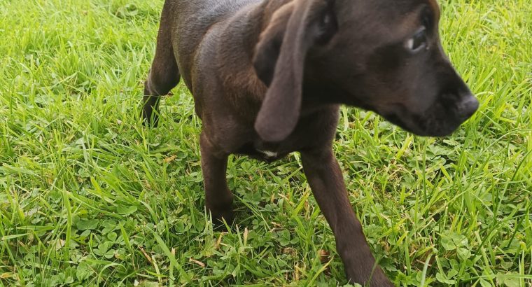 2 beautiful Jackador Pups(Labrador X Jack Russell)