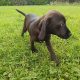 2 beautiful Jackador Pups(Labrador X Jack Russell)