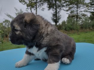 Caucasian Shepard puppies